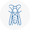 Flackwell Heath Wasp Nest Removal